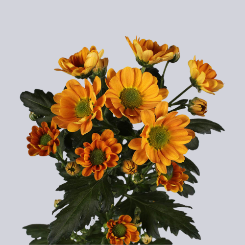 Rossi Orange