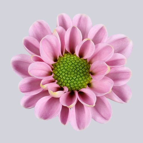 Rossi Pink