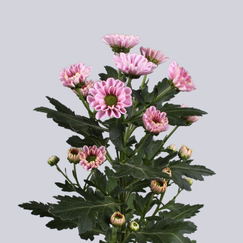 Rossi Pink