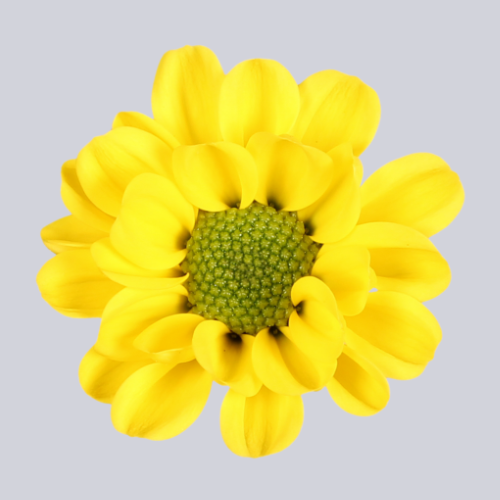 Rossi Sunny