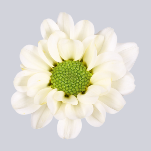 Rossi White