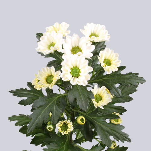 Rossi White