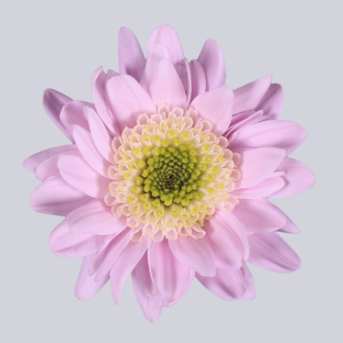 Sabatini Pink