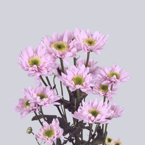 Sabatini Pink
