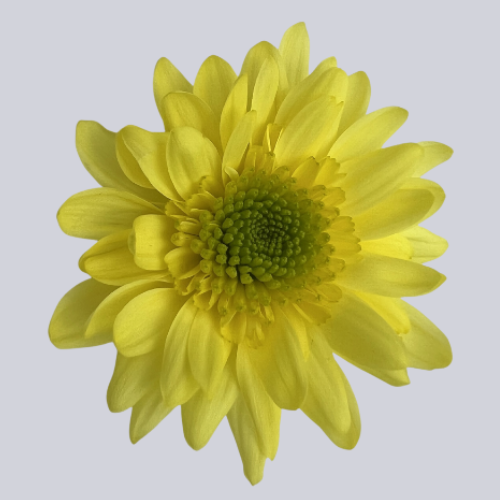 Sabatini Sunny
