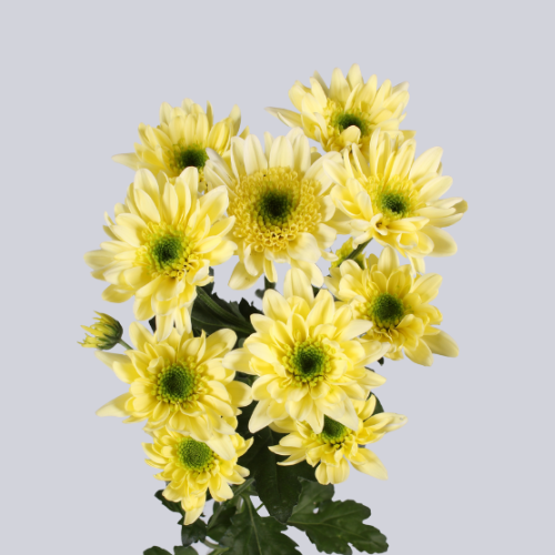 Sabatini Sunny