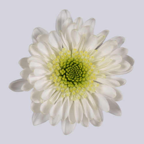 Sabatini White