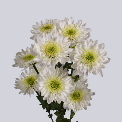 Sabatini White