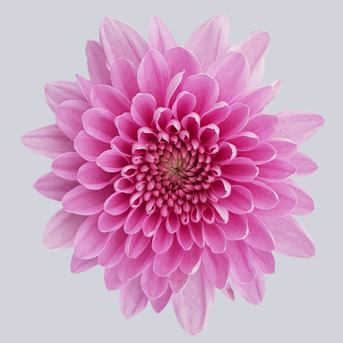 Sheila