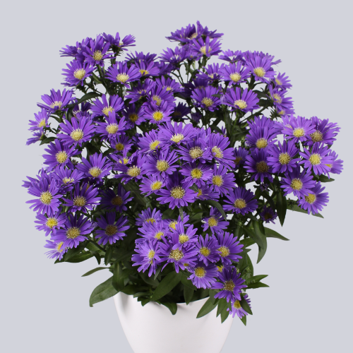 Starletta Dark Blue