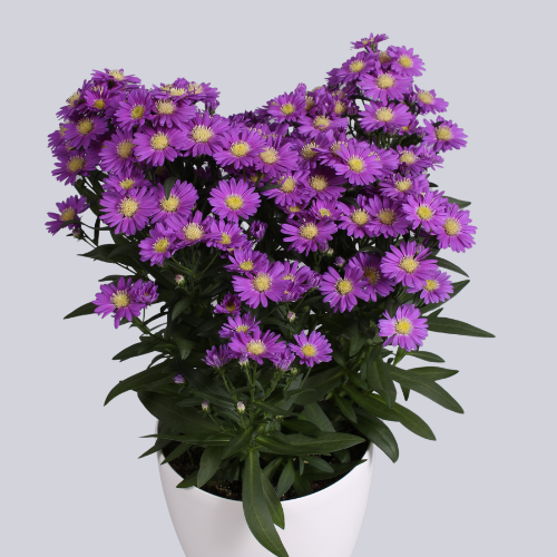 Starletta Purple Red