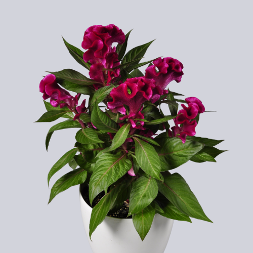 Twisted Pink Red