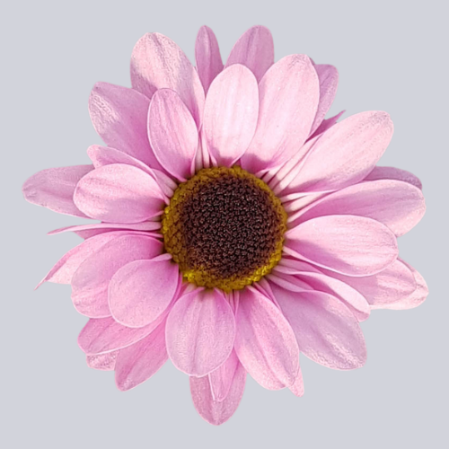 Whynot Pink