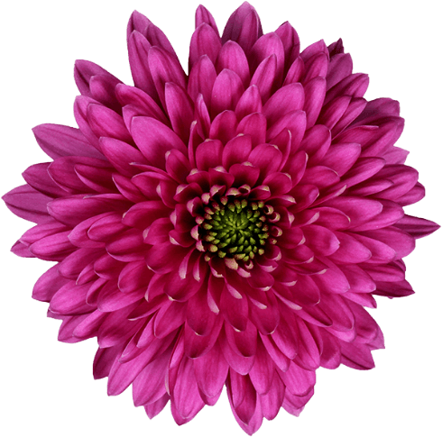 Romance Purple